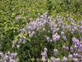 Gout's rue